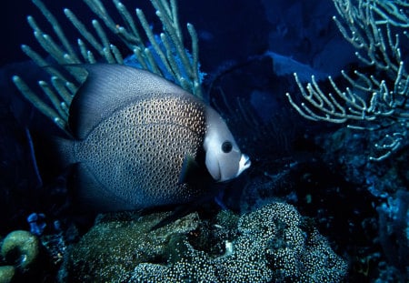 Fish In Underwater !!! - dark, animal, fish, gray, black, underwater