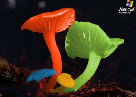 mushrooms - mushrooms, xp, color, windows