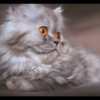 kitty