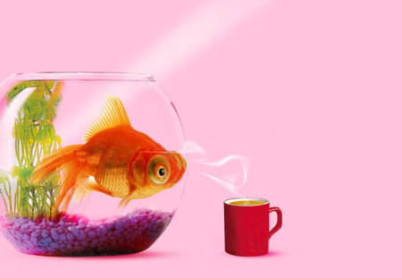 fish and coffee - coffee, aquarium, bowl, fish, goldfish, cup