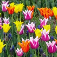 color tulips