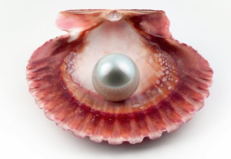 pearl - pearl, conch