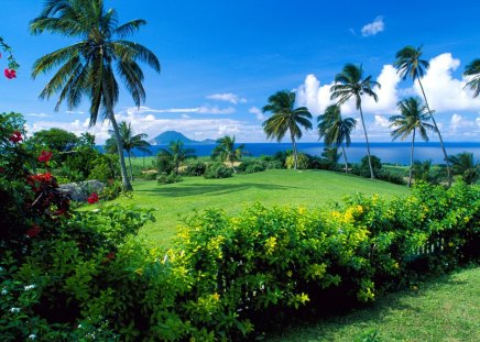 Island - island, grass, palms