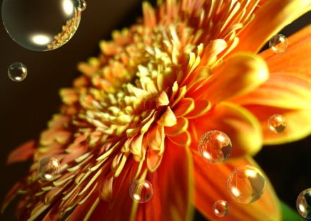 flower - bubbles, flower