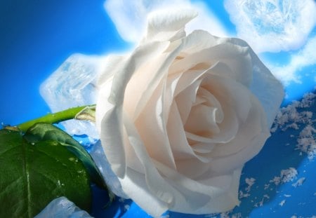 white Rose - white, rose, flower