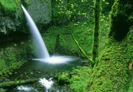 waterfall - fall, trees, water, waterfal, green, forest