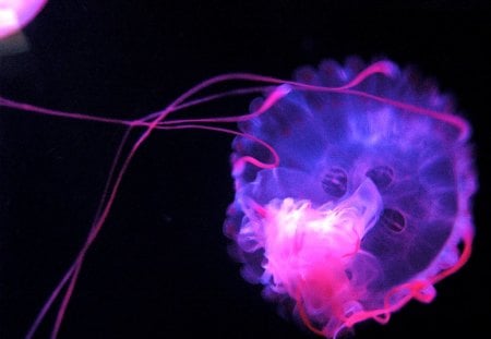 Jellyfish - luks cool