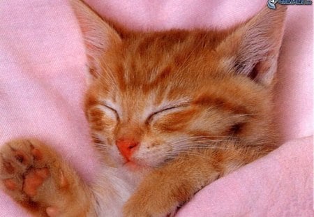 Slleping on pink bed - sleep, kitten, feline, pink, sweet, cat