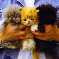 Lovely kittens in the hands