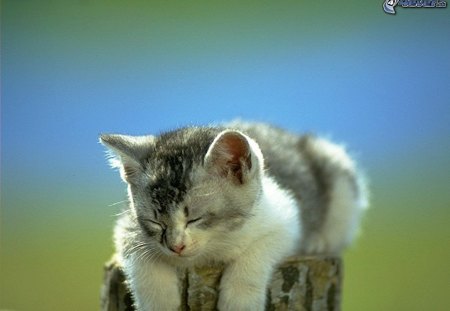 Kitten on tree trunk - trunk, sleep, kitten, feline, sweet, cat