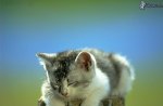 Kitten on tree trunk