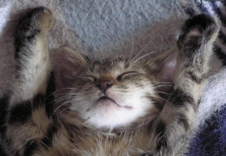 Sleeping kitten - kitten, cat, sweet, feline, sleep