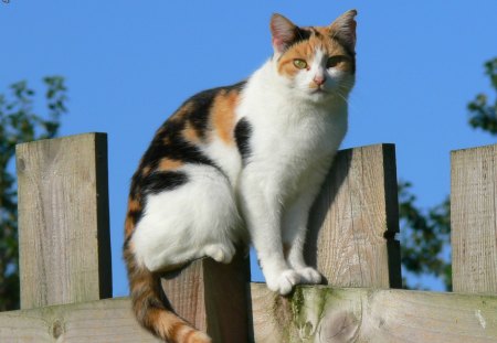 Cat on the fence - sleep, fence, cat, feline, sweet, kitten