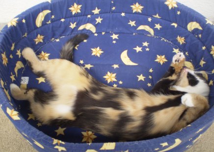 Kitten in its bed - sleep, bed, cat, feline, sweet, kitten