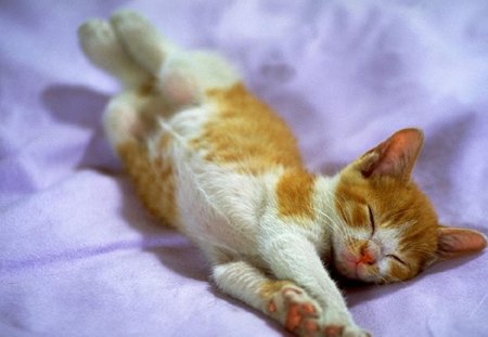 Sweet sleeping cat - sleep, bed, cat, feline, sweet, kitten