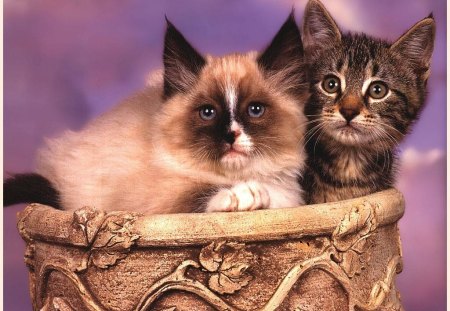 Two cats in a pot - kitten, cat, sweet, feline, sleep