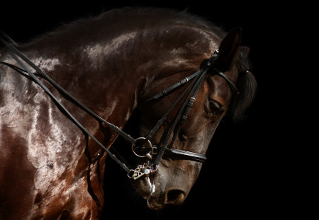 The face of a beauty - colt, horse, the mood, animal, rock beanimals, handsomeauty