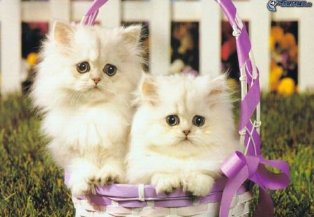 Two sweet kittens in a basket - fence, kitten, cat, sweet, feline, basket, grass