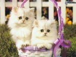 Two sweet kittens in a basket