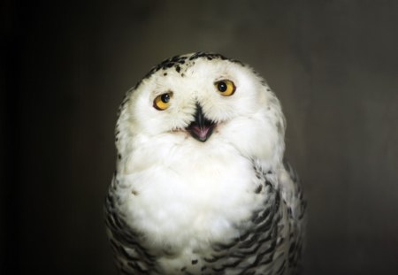 Cute owl - owl, bird, cute, animal