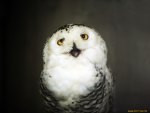 Cute owl