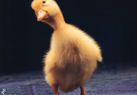 Cute duck * For my friend Serenade 111 (Monika) - animal, bird, cute, duck, yellow