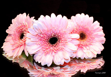 Pink on Glass - flowers, reflection, pink, still life, glass