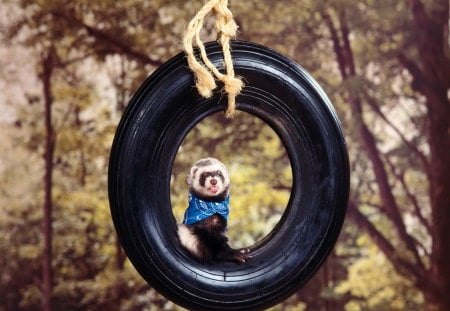 haha - ferret, photography, swing, animal, cute