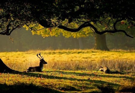 Peaceful field - sunset, nature, deer, grass, tree