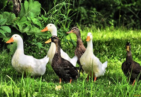 Lovely duck family - animal, bird, duck, grass