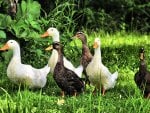 Lovely duck family