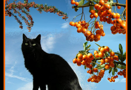 Berries - black, red berries, greeneyes, cat