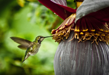 spring nectar - hummingbird, photography, animal, spring, bird