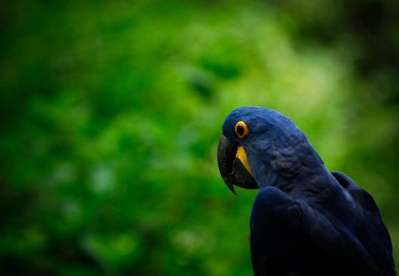 blue and yellow parrot - pretty, feathers, yellow, blue, parrot, tropical, bird