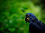 blue and yellow parrot