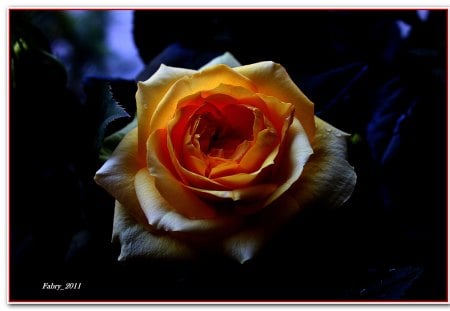 A Rose for The Panther - flowers, editing, nature, rose, photo