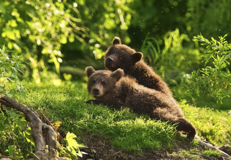 Cubs - cubs, grass, trees, bear