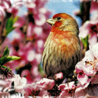 House Finch - Bird F