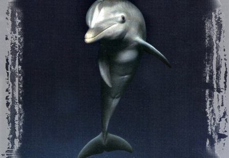 Bottlenose Dolphin F2