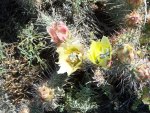 Prickley Pear Blossom