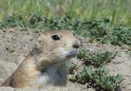 Peek a Boo Prairie Dog - rodent, mound, curious, prairie dog, grass