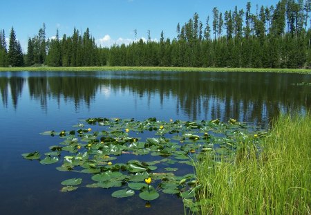 Lily Pond in Blossom - trees, lilies, lily pads, lake, grass, sky