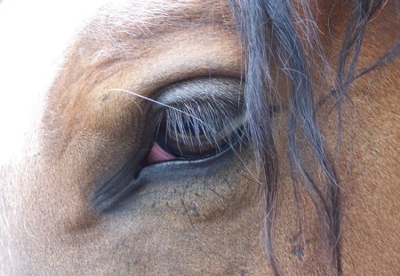 Eye See - lashes, horse, brown, mane, eye, hair