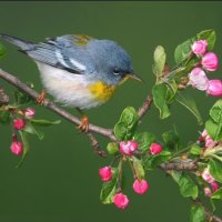 NORTHERN-PARULA BIRD