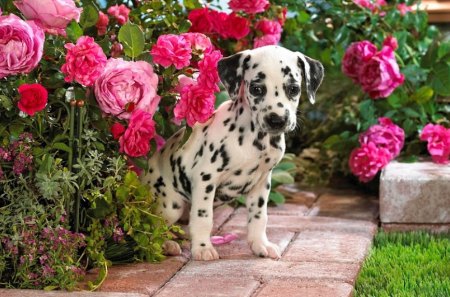 DALMATION PUPPY - flowers, dalmation, animal, cute, spots, puppy