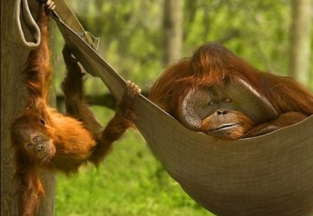 ORANGUTANS - ape, wildlife, family, baby, orangutan, primates