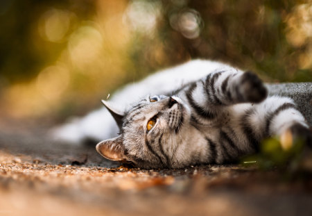 Cat's morning - nature, brown, autumn, landscape, cat, animals, kitty, pet