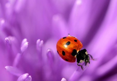 Ladybug - beetle, ladybug, nature, purple, macro, ladybird, red, bug, flower