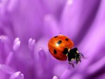 Ladybug