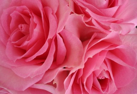 Paint my wall pink ! - macro, rose, pink, beautiful